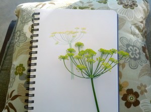 Fennel Sketch